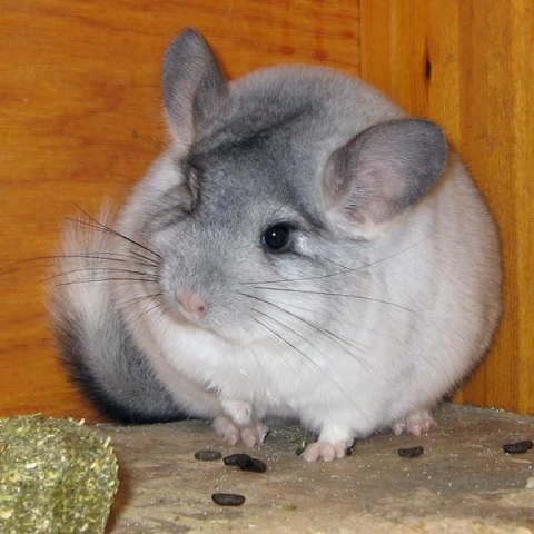 chinchilla.jpg